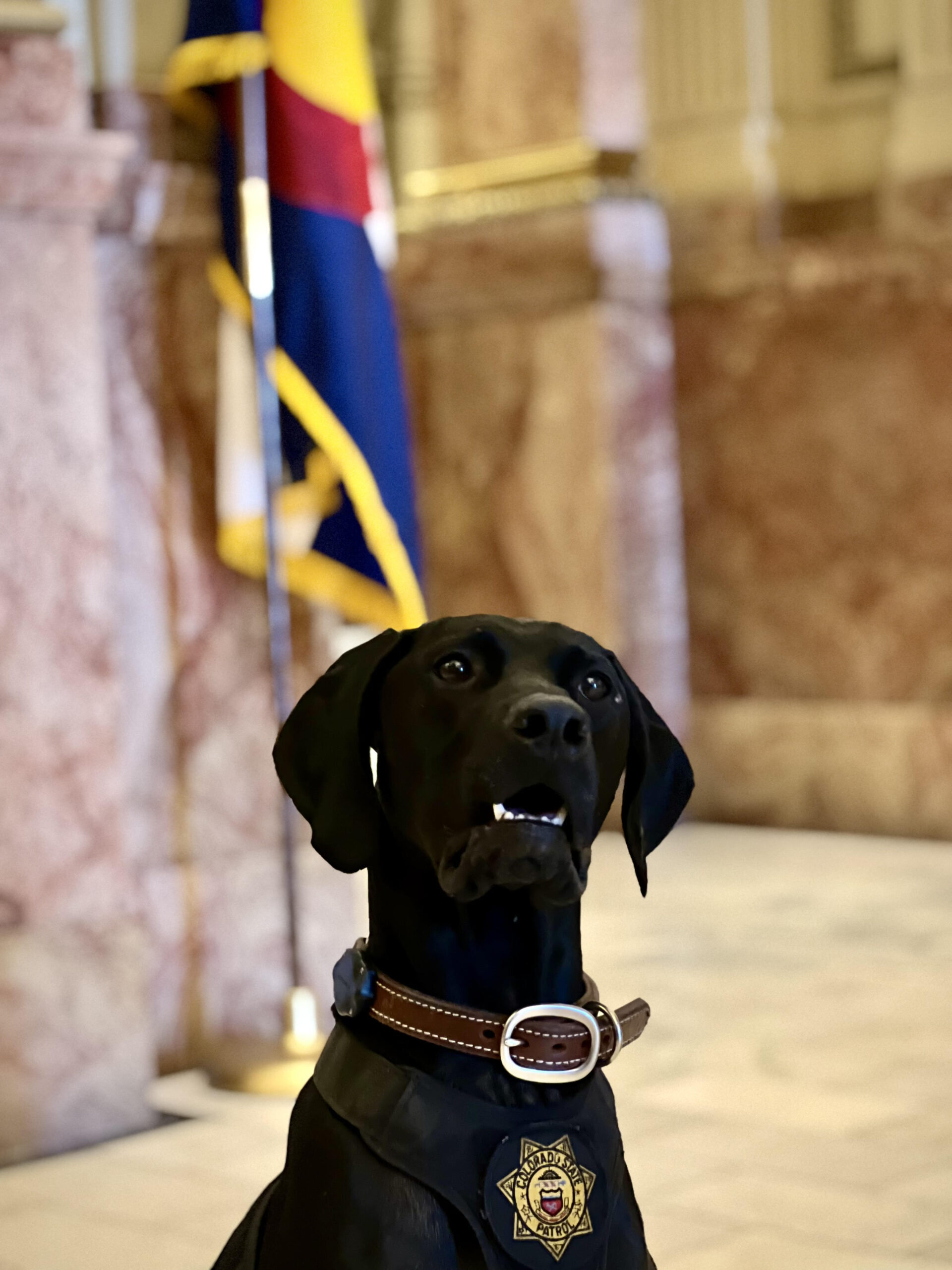 Scout with handler